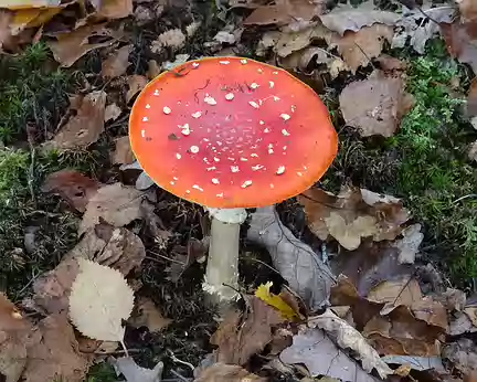 le beau champignon le beau champignon